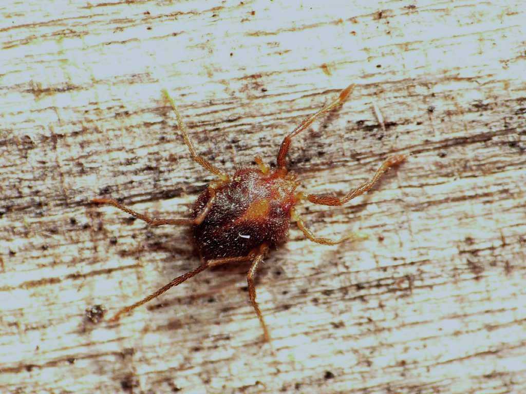 Grosso acaro (Erythraeus sp.?) - Torrimpietra (RM)